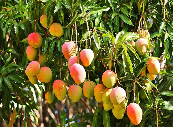 ما أسباب توجه بعض مزارعي الساحل نحو الزراعات الاستوائية؟ … رئيس مكتب الشؤون الزراعية في اتحاد الفلاحين : مردودها المادي أفضل ولا توجه من وزارة الزراعة للتوسع بزراعتها 