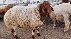 سيذبحون الإناث وعلى عينك يا مستهلك 