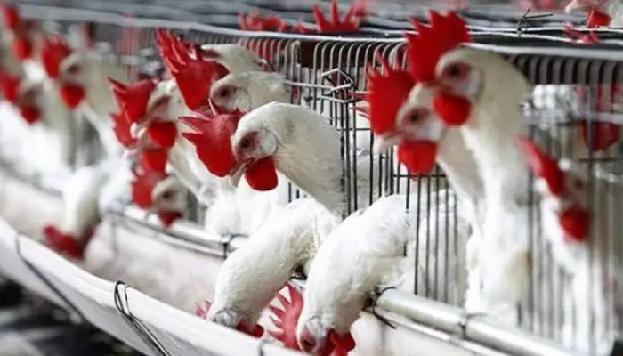 مدير الدواجن متفائل… : طموحنا أن نحقق أرباحاً تصل إلى نحو 10 مليارات ليرة سورية 