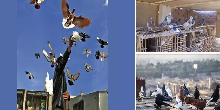 “كشّاشو الحمام” تنازع بين الهواية وطلب الرزق.. المجتمع يرفض والحاجة تلحّ والغلبة لحقيقية “الغاية تبرر الوسيلة”.. 