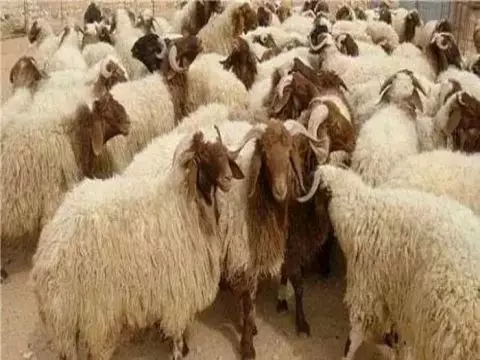 ركود أسواق المواشي بانتظار فورة قبيل قدوم عيد الأضحى.. 